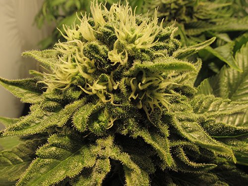 marihuana-lecznicza-medyczna-cannabis2