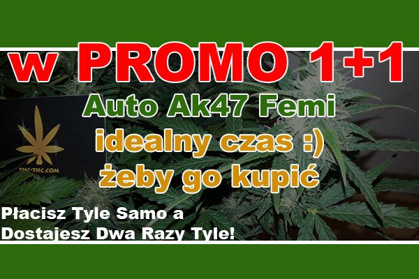 nasiona, marihuany, konopi, auto, ak47, seedbay