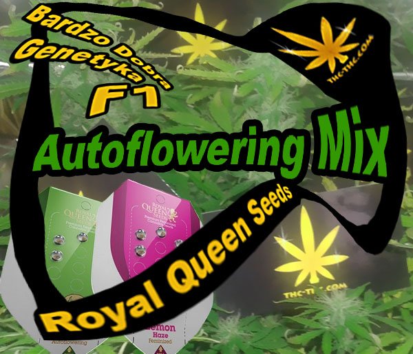 nasiona marihuany, konopi, autoflowering, mix, royal queen