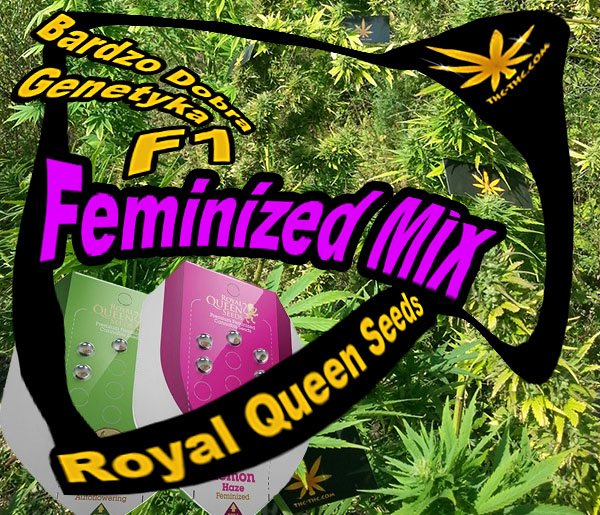 nasiona, marihuany, konopi, feminized, mix, royal, queen, seeds