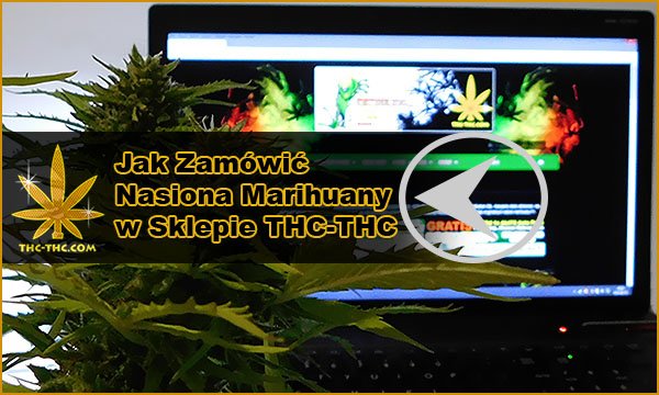 nasiona marihuany, nasiona konopi, jak zamówić, na thc-thc