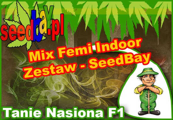 nasiona, marihuany, konopi, feminizowane, mix, indoor, seedbay