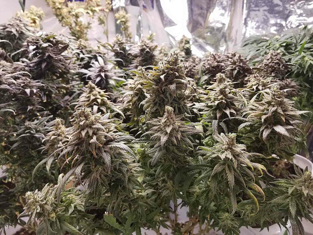 opis i charakterystyka nasion marihuany sour diesel od royal queen seeds