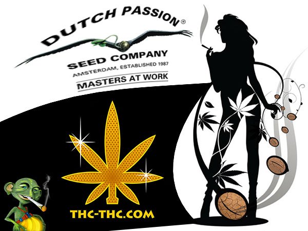 Nasiona, Marihuany, Konopi, Cannabis, Dutch Passion