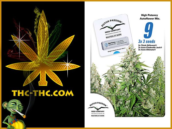 nasiona marihuany, nasiona konopi, high potency autoflower mix, feminizowane, dutch passion