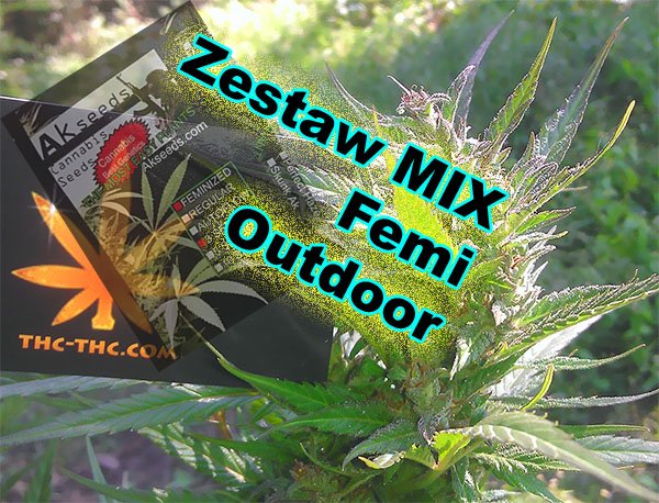 nasiona marihuany, Outdoor, akseeds