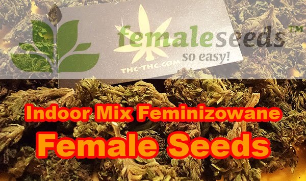 nasiona, marihuany, konopi, indoor, mix, female, seeds