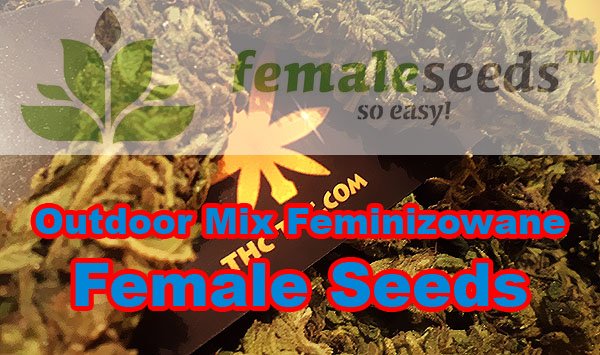nasiona, marihuany, konopi, outdoor, mix, female, seeds
