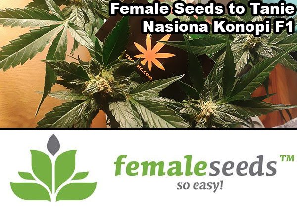 female seeds, nasiona marihuany, nasiona konopi
