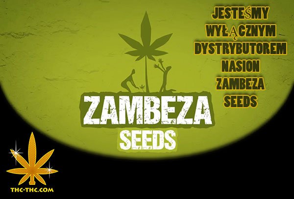 nasiona marihuany, nasiona konopi, zambeza seeds