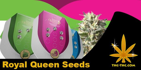 nasiona marihuany, konopi, royal queen seeds