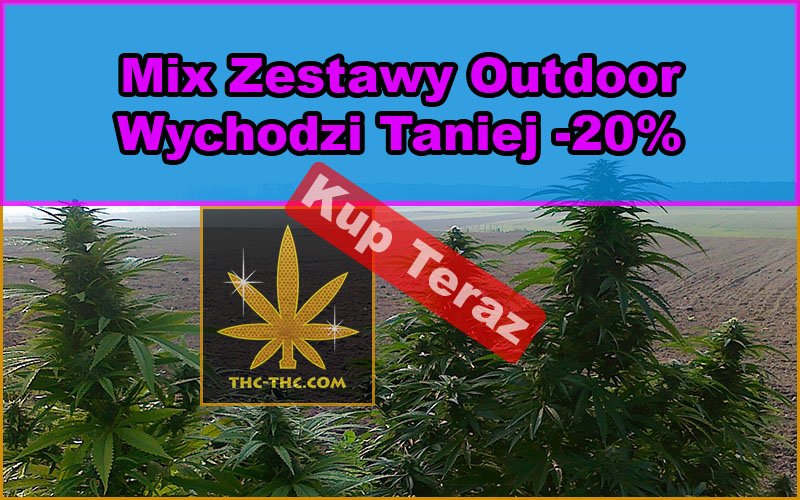 nasiona, marihuany, konopi, mix, zestawy, outdoor