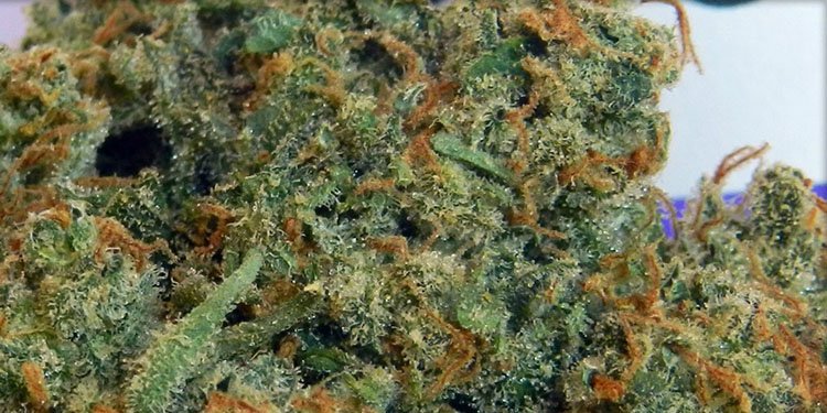 Nasiona Konopi, Nasiona Marihuany, Recenzja Odmiany, Amnesia Haze