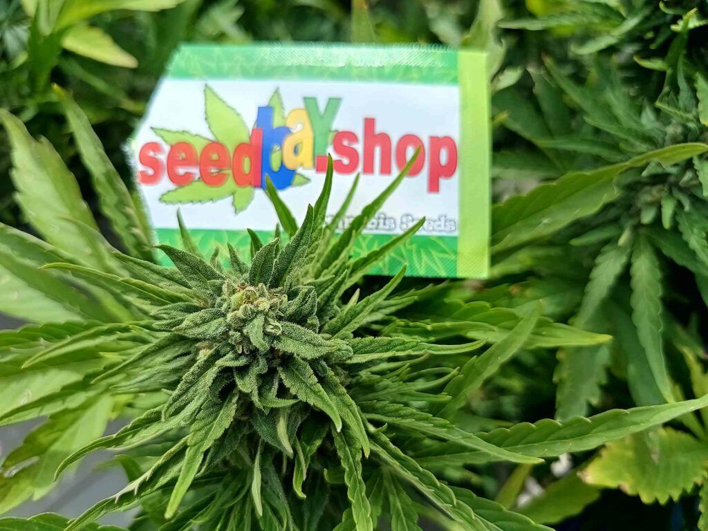 Seedbay wysokiej jakości nasiona konopi