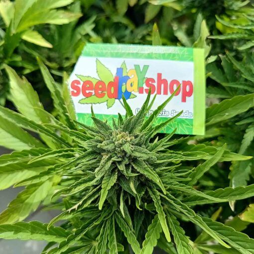 Seedbay wysokiej jakosci nasiona marihuany