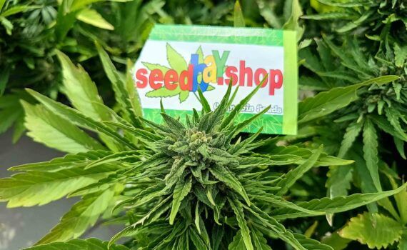 Seedbay wysokiej jakosci nasiona marihuany