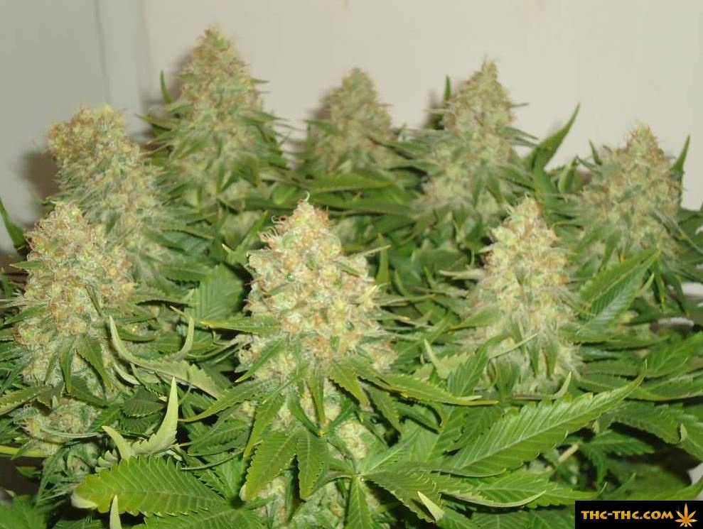nasiona konopi, haze berry, royal queen
